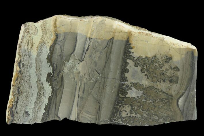 Triassic Aged Stromatolite Fossil - England #130939